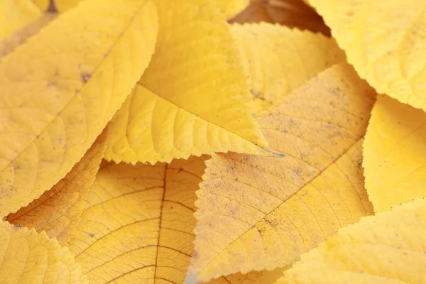 Primo piano colpo di foglie di autunno — Foto Stock