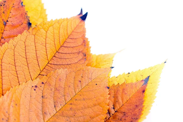 Primer plano plano de las hojas de otoño — Foto de Stock
