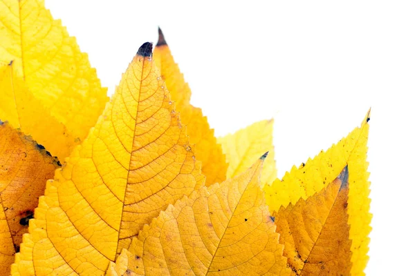 Primer plano plano de las hojas de otoño — Foto de Stock