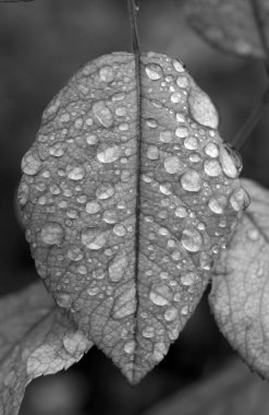 Yeşil yapraktaki yağmur damlaları