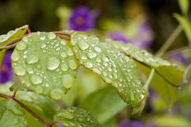Yeşil yapraktaki yağmur damlaları