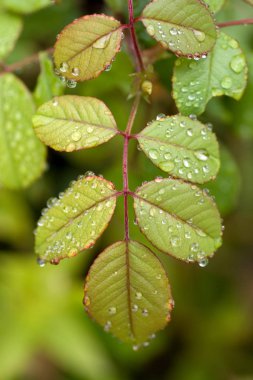 Yeşil yapraktaki yağmur damlaları