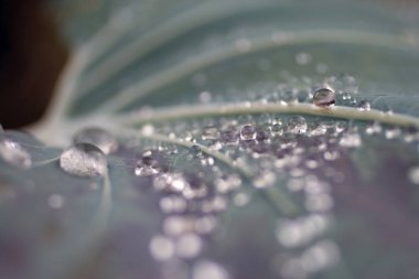 Yeşil yapraktaki yağmur damlaları