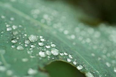 Yeşil yapraktaki yağmur damlaları