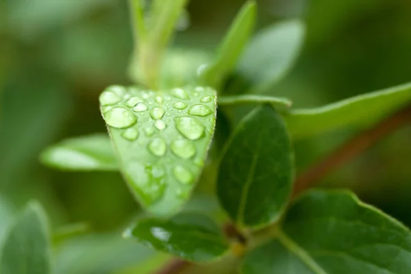Gouttes de pluie sur une feuille verte — Photo