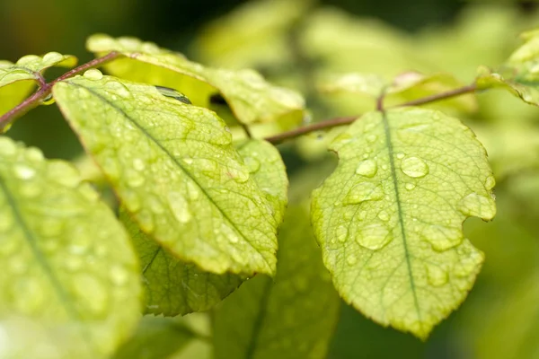 Kapky deště na zeleném listu — Stock fotografie