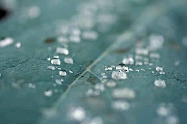 Regentropfen auf einem grünen Blatt — Stockfoto