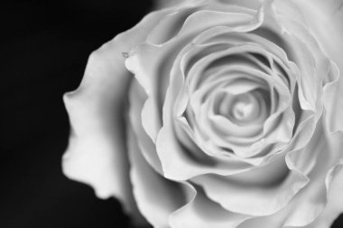 Koyu arkaplanda bir gülün siyah beyaz görüntüsü