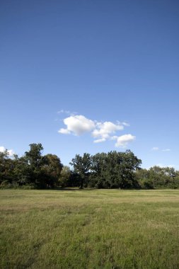 Macaristan 'da yaz günü yeşil bir tarla