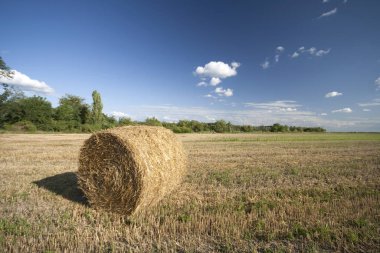 Macaristan 'da hasat edilen bir tarlada saman balyaları