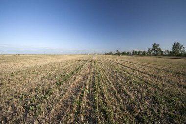 Macaristan 'da hasat edilen bir tarlada saman balyaları