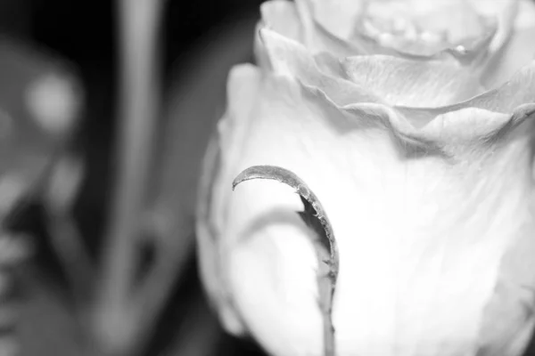 Black and white image of a rose on dark background — ストック写真