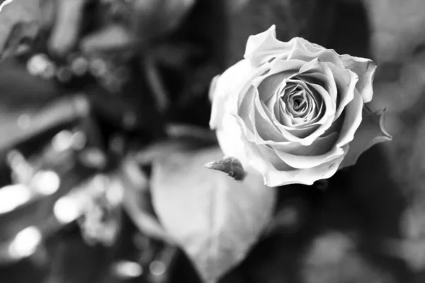 Black and white image of a rose on dark background — ストック写真