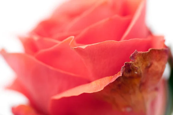 Close up shot of a rosebud isolated on white background — Stock Photo, Image