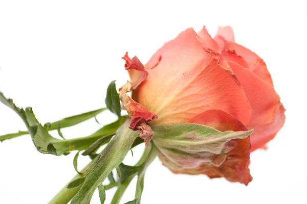 Close up shot of a rosebud isolated on white background — ストック写真