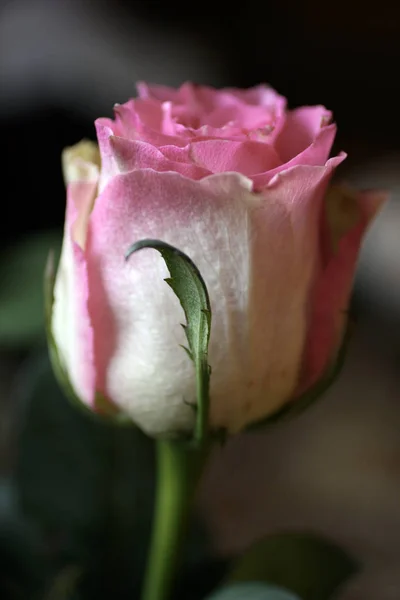 Colpo da vicino di un bocciolo di rosa su uno sfondo scuro — Foto Stock