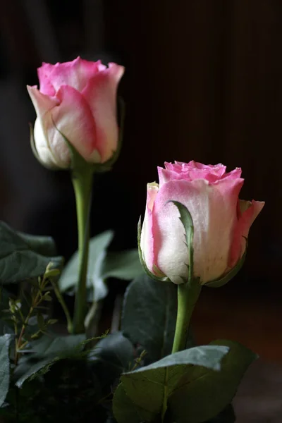 Close up shot of a rosebud on a dark background — Stock Photo, Image