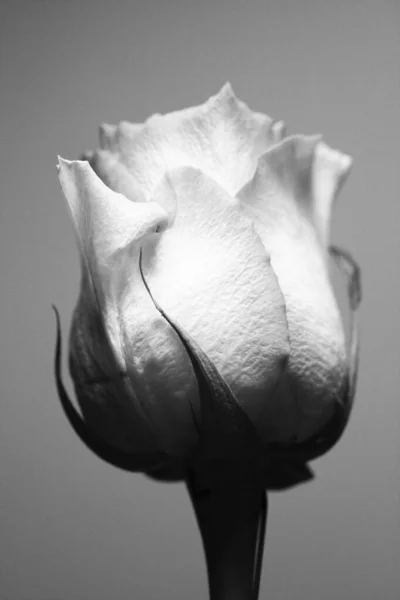 Foto en blanco y negro de un capullo de rosa —  Fotos de Stock