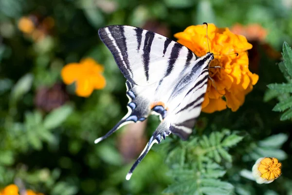 Macro shot of a butterfly on a summer flower — 스톡 사진