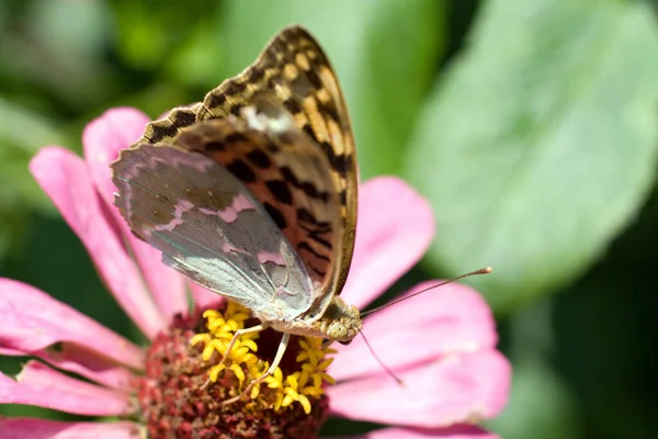 Macro disparo de una mariposa en una flor de verano — Foto de Stock