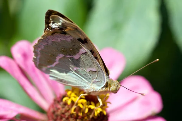 Makroaufnahme eines Schmetterlings auf einer Sommerblume — Stockfoto