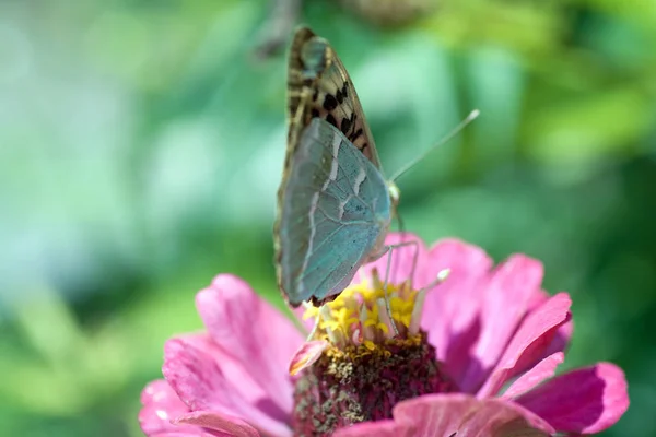 Macro shot of a butterfly on a summer flower — 스톡 사진