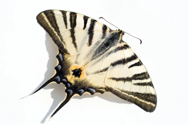 Macro shot of a dead butterfly on white background — 스톡 사진