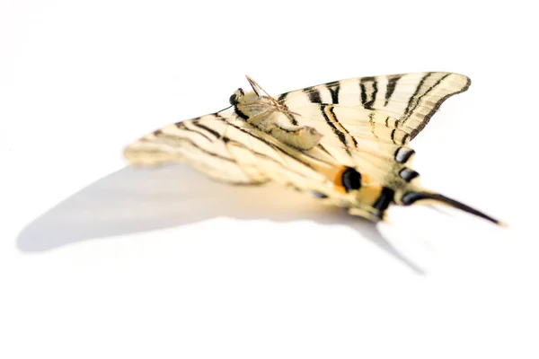 Macro shot of a dead butterfly on white background — 스톡 사진