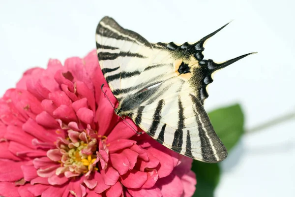 夏天花朵上的蝴蝶的宏观镜头 — 图库照片