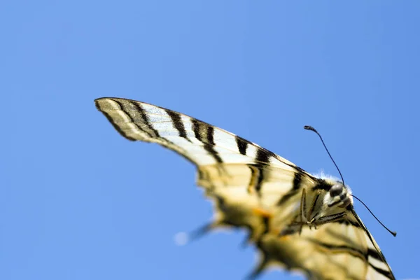 Macro shot of a butterfly on the summer sky — 스톡 사진