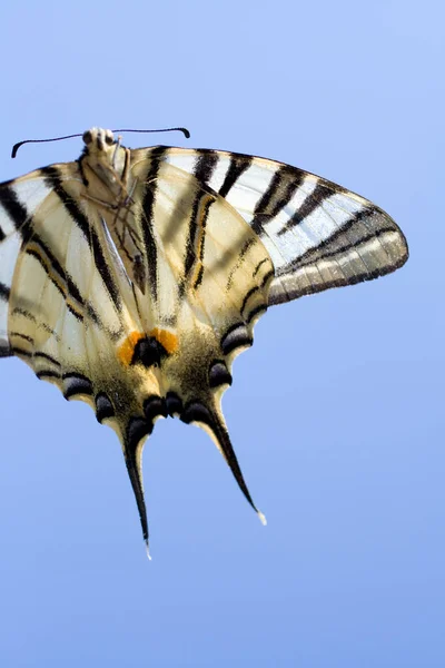 Macro disparo de una mariposa en el cielo de verano —  Fotos de Stock