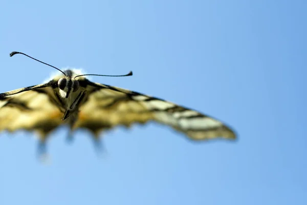 Macro shot of a butterfly on the summer sky — 스톡 사진