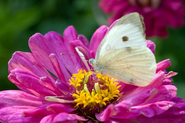 Macro shot of a butterfly on a summer flower — 스톡 사진