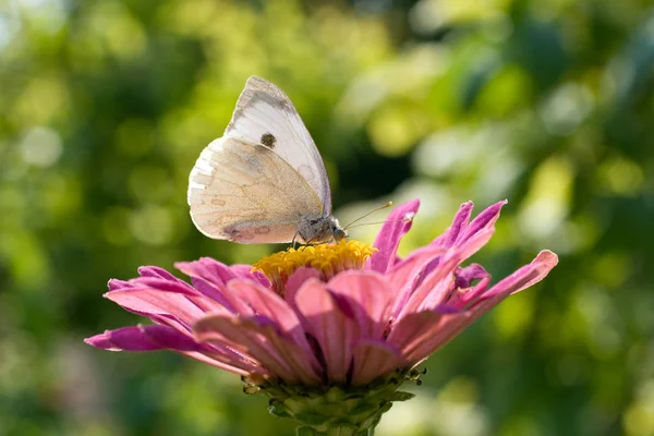 Macro shot of a butterfly on a summer flower — 스톡 사진