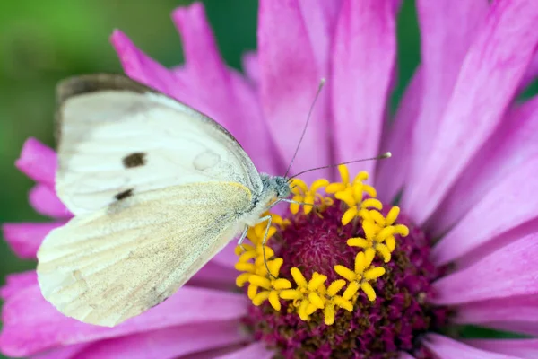 Macro sparo di una farfalla su un fiore estivo — Foto Stock