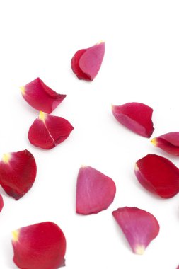 Beyaz arkaplanda gül yaprakları
