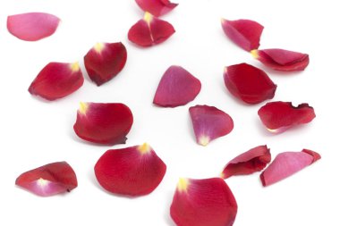 Beyaz arkaplanda gül yaprakları