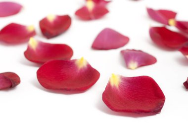 Beyaz arkaplanda gül yaprakları