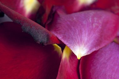 Beyaz arkaplanda gül yaprakları