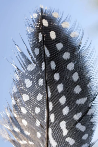 Poultry feather on a solid color background — Stock Photo, Image