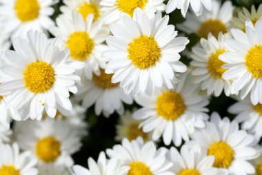 Close up shot of a white daisy flower