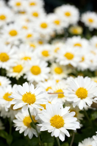 Close up tiro de uma flor margarida branca — Fotografia de Stock