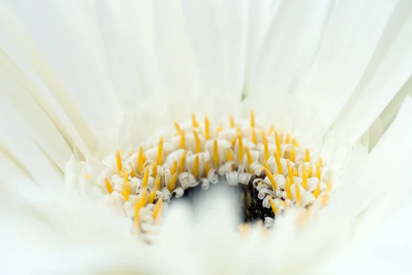 Close up shot of a white daisy flower — Stock Photo, Image