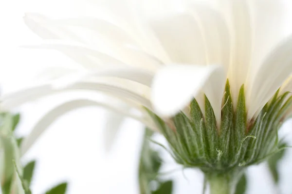 Close up shot of a white daisy flower — Stock Photo, Image