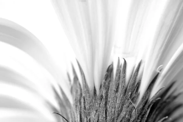 Närbild bild av en vit tusensköna blomma — Stockfoto