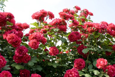 Kırmızı bir gül çalısı yakın çekim