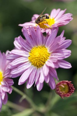 Bir papatya çiçeğinin yakın çekimi