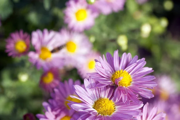 Close-up shot van een madeliefje bloem — Stockfoto