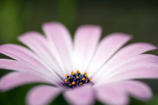 Feche o tiro de uma flor de margarida — Fotografia de Stock