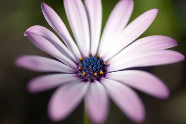 Close-up shot van een madeliefje bloem — Stockfoto